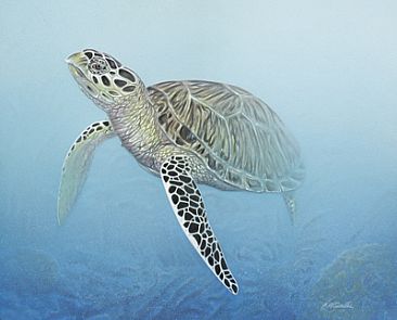 Hawksbill Turtle - Hawksbill Turtle by Curtis Atwater