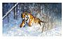 Tiger in the Snow - Tigers by David Shepherd (2)