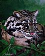 Missing link - Clouded leopard portrait by Pat Watson (2)