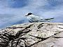 Arctic Tern - Arctic Tern by Bo Lundwall (2)