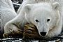 Spirit of Little Bear - Polar Bear by Edward Spera (2)