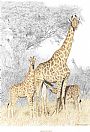 Ladder of Spots - Giraffes by Chris McClelland (2)