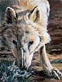 Arctic Wolf Study - Arctis Wolf by RoseMarie Condon (2)