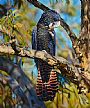 COCKATOO CANAPES - RED TAILED BLACK COCKATOO_FEMALE by Stephen Jesic (2)