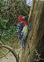Woodpecker -  by Barry MacKay (2)