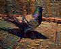"Everyday Iridescence" - Pigeon by David Gallup (2)