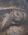 Gopher Tortoise - Gopher Tortoise exiting his hole by Sarah Baselici (2)