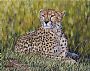 Lakira - Cheetah by Guy Combes (2)