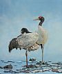 Black-necked Crane - Grus nigricollis by Ji Qiu (2)