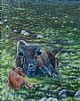 Quiet Time - North American Bison by David Prescott (2)