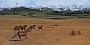 Cowboy Trail - Horses, Landscape, Western, Equestrian by Wendy Palmer (2)