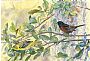 Orchard Orioles in Live Oak - Orchard Orioles by Larry McQueen (2)