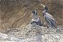 Canyon Light: Double-crested Cormorants at the Nest - Double-crested Cormorants at nest by Sharon K. Schafer (2)