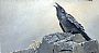 Raven's Cry - Common Raven at Sunrise by Sharon K. Schafer (2)
