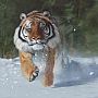 Kicking Snow - Tiger by Terry Isaac (2)