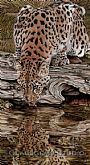 Endangered Reflections - Amur Leopard by Gemma Gylling (2)