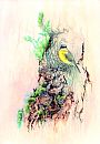 Eastern Yellow Robin - Eopsaltria australis by Laura Grogan (2)