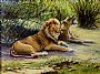Lion pair - Big Cats by Werner Rentsch (2)