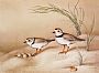 Into the Light - Piping Plovers - Birds by Phyllis Frazier (2)