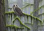 Mossy Forest - Barred Owl by Joseph Koensgen (2)