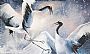 Hokkaido Tango - Red-Crowned Cranes by Kathryn Weisberg (2)