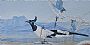 Cacophony in Blue - Black-throated Magpie Jays by Kim Duffek (2)