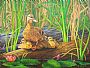 Instinct - wildlife, mallard ducks by Patricia Banks (2)