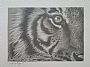 Tiger Eye Study - Tiger by Jerry Ragg (2)