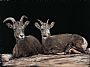 Eight months later - two desert long horn sheep by Marcia Barclay (2)