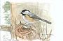 In The Pines - Chickadee by Brenda Carter (2)