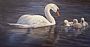 Morning Glory - Mute swans by Kay Polito (2)