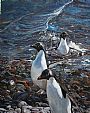 Shore Leave - Adelie penguins by Linda Besse (2)