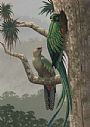Untitled - Resplendant Quetzals by Richard Sloan (1935-2007) (2)