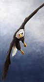 Coming in - Bald Eagle by Jeremy Paul (2)