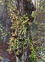 Dumoine Aspen With Lichen - Botanical by Aleta Karstad (2)