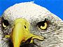 PERFECT VISION - BALD EAGLE by Cindy Gage (2)