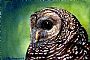 northern Spotted Owl portrait (SOLD) -  by Linda Parkinson (2)