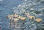 Ibis in Surf - Sanibel - A flock of Ibis strolling in the waves by Mary Louise O'Sullivan (2)