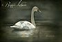 Trumpeter Swan - Trumpeter Swan by Bonnie Latham (2)