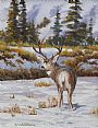 Buck Lookin' Back - Mule Deer by Kitty Whitehouse (2)